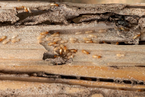 Best Wildlife Control Services  in Mcminnville, OR